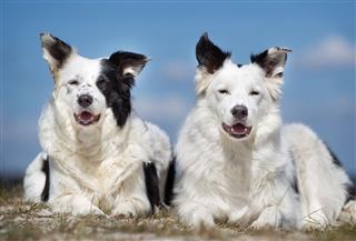 Border Collie Dogs Outdoors In Nature