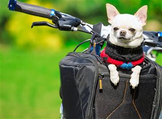 Happy Chihuahua In Bicycle Basket