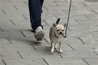 White Chihuahua Walk On The Street
