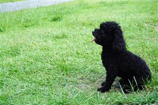 Little Black Hair Poodle Dog