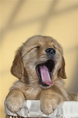 Yawning Golden Retriever Puppy In Basket