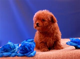 Puppy Toy Poodle