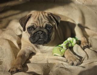 Pug Puppy Playing With A Toy