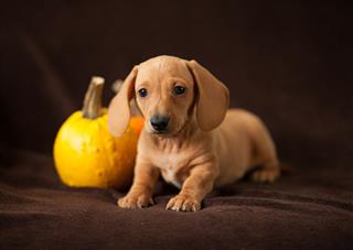 Dachshund Puppy With Pumpkin