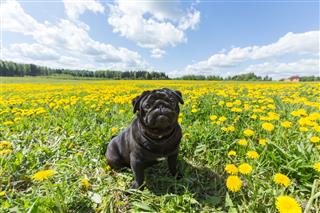 Black Pug Puppy In The Grass