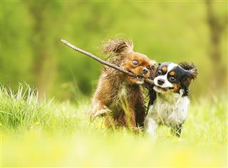 Cavalier King Charles Spaniel Dog And Puppy Running