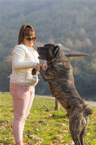 Girl Playing With Her Cane Corso Dog
