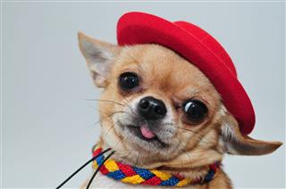 Lovely Mexican Chihuahua