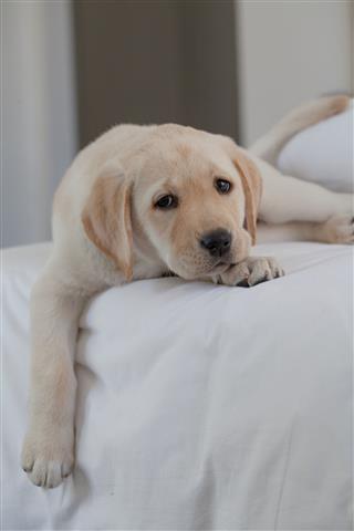 Labrador Puppy Resting On Bed