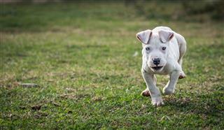 Puppy Dogo Pitbull