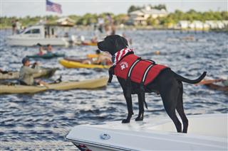Life Guard Dog During Freedom Swim