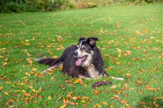 Border Collie Lying On Grass With Stick