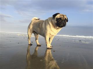 Pug With Reflection