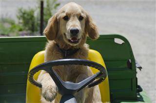 Golden Retriever Puppy Driving
