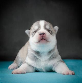 Cute Husky Newborn Puppy