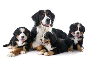 Puppies And Adult Bernese Mountain Dog