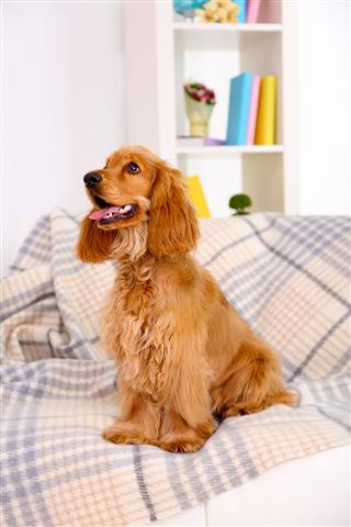 Cocker Spaniel On Couch In Room
