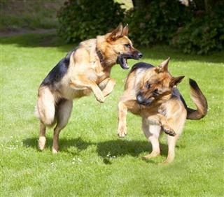 Two German Shepherd Dogs Interacting