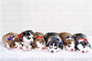 Little Cute Siberian Husky Puppies