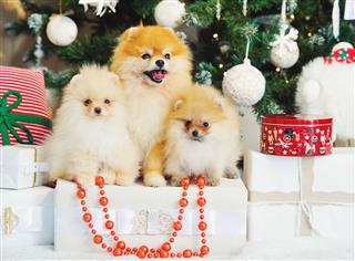 Three Cute Spitz Dogs Puppies