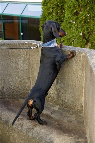 Dachshund Standing On Its Hind Legs