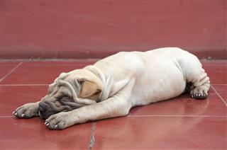 Cute Shar Pei Puppy Sleeping