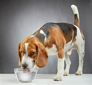 Beagle Dog Drinks Water