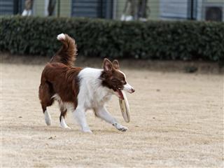 Border Collie Catching Frisbee