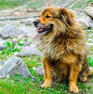 Himalayan Herding Dog Relaxing