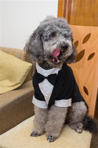 Cute Poodle In Groom Costume