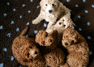 Amazing Litter Of Dogs Poodles