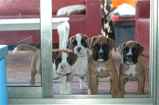Four Cute Bulldog Puppies