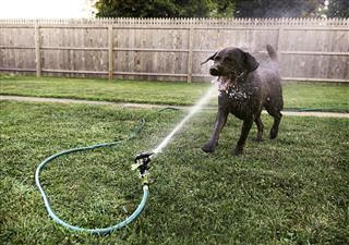Dog Playing With Sprinkler