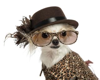 Chihuahua Wearing Hat And Glasses