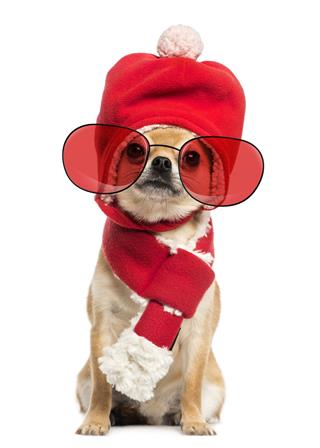 Chihuahua Wearing Hat Scarf And Glasses