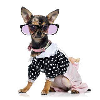 Dressed Chihuahua Wearing Glasses