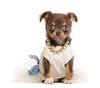 Dressed Chihuahua Puppy Sitting