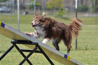Border Collie At Dog Agility Trial