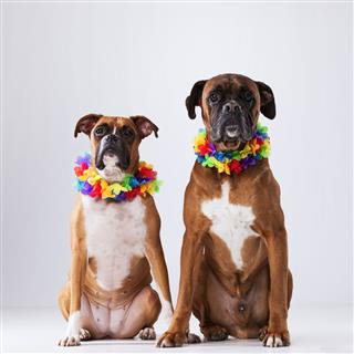 Boxer Dogs With Hawaii Neckless