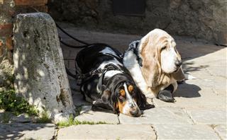 Two Basset Hounds