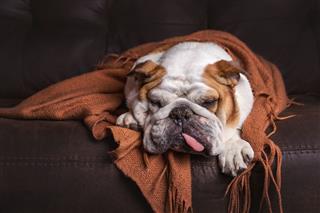 English Bulldog Under Blanket On Couch
