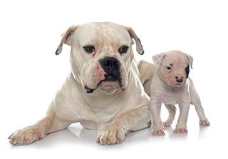 Adult And Puppy American Bulldog