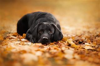 Labrador Dog Outdoors In Autumn