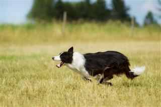 Border Collie Running On Grass