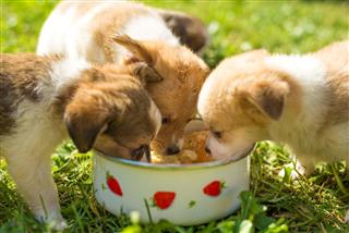Little Puppies Eating Out Of Bowl