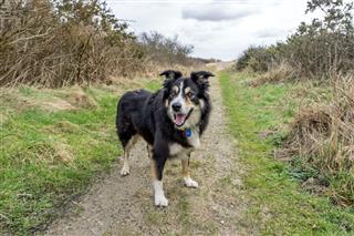 Border Collie Standing On Footpath