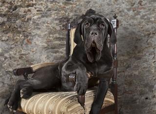 Portrait Of Neapolitan Mastiff Dog
