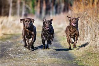 Three Labradors Running Outdoors