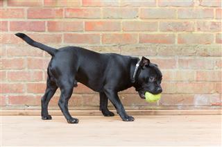  Staffordshire Bull Terrier Hund Spielen