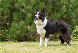 Border Collie Standing On The Lawn